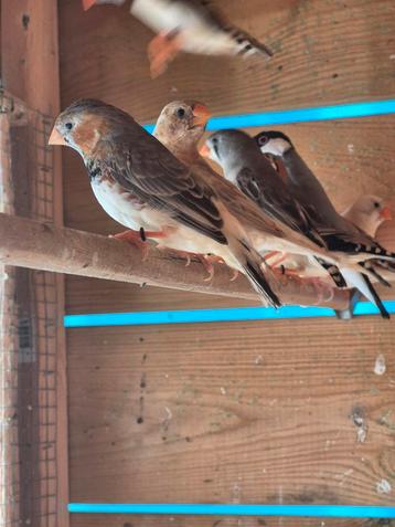 Pinsons zèbres, Plusieurs animaux, Oiseau tropical