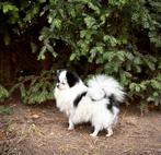 Pomeriaan pup (dwergkeesje) Teefje, België, Fokker | Hobbymatig, Keeshond, 15 weken tot 1 jaar