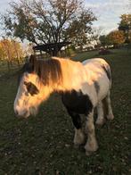 20 jarige Tinker als weide maatje of rijpaard, Dieren en Toebehoren, Paarden, Gechipt, Minder dan 160 cm, Ruin, Zadelmak