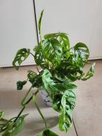 Monkey leaf (monstera) plant in pot, Huis en Inrichting, In pot, Ophalen