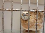 Tt waardige Japanse kwartels, Dieren en Toebehoren, Vogels | Overige Vogels