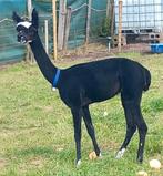 Alpaca hengst, Dieren en Toebehoren, Overige Dieren