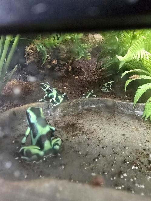 Dendrobates auratus nakweek, Dieren en Toebehoren, Reptielen en Amfibieën