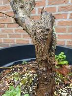 Bonsai meidoorn Wit Deze plant heeft doorns, Tuin en Terras, Ophalen of Verzenden