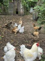 Broedeieren brahma kippen (GRATIS VERZENDING), Dieren en Toebehoren, Pluimvee, Kip