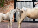 AMHA AMHR Amerikaans Miniatuur Paardje, Dieren en Toebehoren, Paarden, Hengst, Gechipt