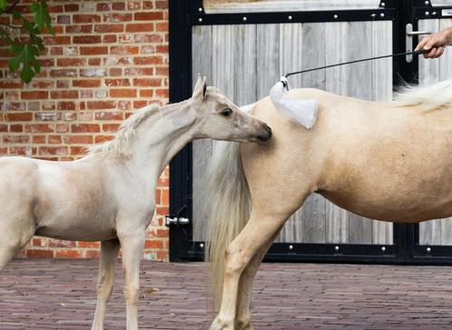 AMHA AMHR Amerikaans Miniatuur Paardje, Dieren en Toebehoren, Paarden, Hengst, Met stamboom, Gechipt, Ontwormd