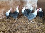 Brakel hoen hanen en hennen, Dieren en Toebehoren, Meerdere dieren, Kip