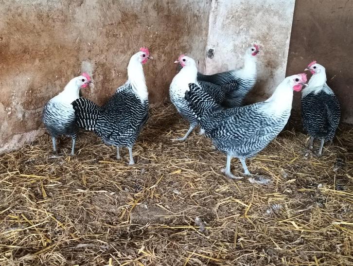 Brakel hoen hanen en hennen, Dieren en Toebehoren, Pluimvee, Kip, Meerdere dieren