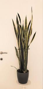 Dracaena trifasciata vrouwentong, Ophalen