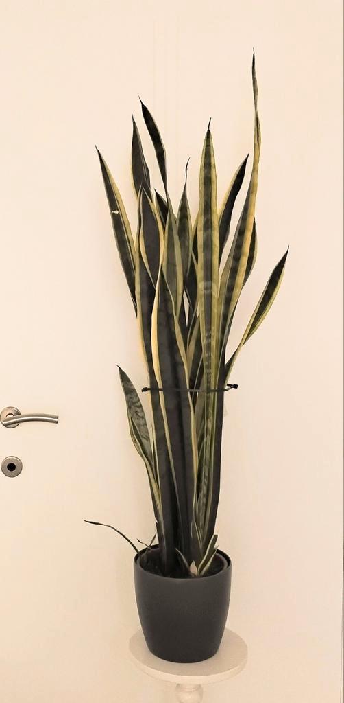 Dracaena trifasciata vrouwentong, Tuin en Terras, Planten | Tuinplanten, Ophalen
