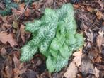 arum italicum (italiaanse aronskelk), Tuin en Terras, Ophalen, Lente, Vaste plant, Overige soorten