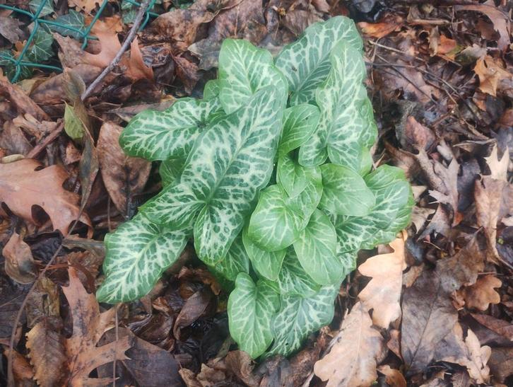 arum italicum (italiaanse aronskelk), Tuin en Terras, Planten | Tuinplanten, Vaste plant, Overige soorten, Lente, Ophalen