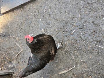4 hennen en een haantje alles in een koop beschikbaar voor biedingen
