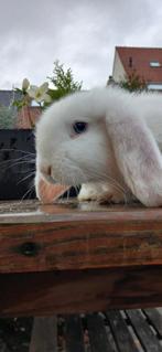 Franse hangoor voedster, Dieren en Toebehoren, Vrouwelijk, Middelgroot, Hangoor, 0 tot 2 jaar