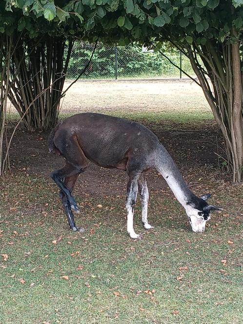 Alpaca merrie's en hengsten, Dieren en Toebehoren, Overige Dieren