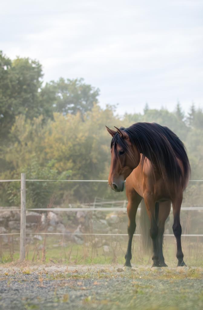 8 jarige PRE merrie met wow factor - oa liberty getraind, Dieren en Toebehoren, Paarden, Merrie, L, Minder dan 160 cm, 7 tot 10 jaar