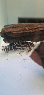 3 jonge L236bs, Dieren en Toebehoren, Vissen | Aquaria en Toebehoren, Ophalen