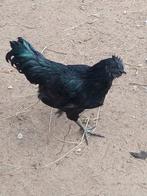 Ayam Cemani enkel hanen., Dieren en Toebehoren