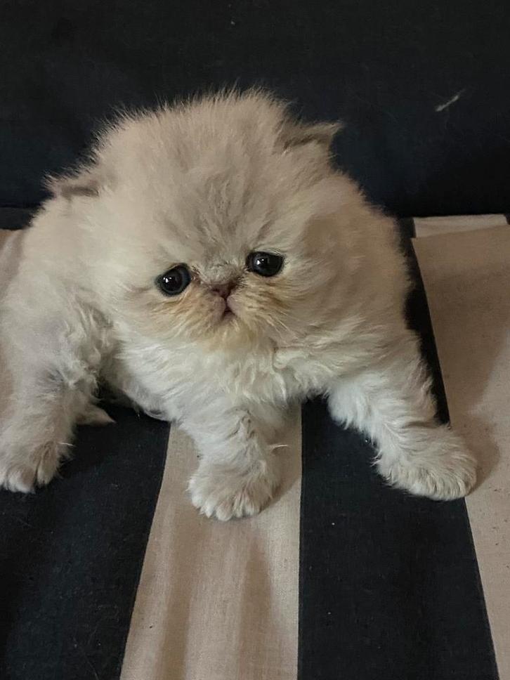 Heel lief Perzisch blue-point katertje, Dieren en Toebehoren, Katten en Kittens | Raskatten | Langhaar, Kater, 0 tot 2 jaar, Gechipt