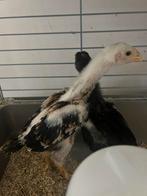 O shamo, Dieren en Toebehoren, Pluimvee