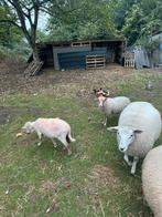 Schapen, Dieren en Toebehoren, Schapen, Geiten en Varkens, Schaap