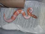 Banana pieds, Slang, 0 tot 2 jaar
