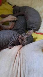 Sphynxe kittens, Plusieurs animaux, 0 à 2 ans