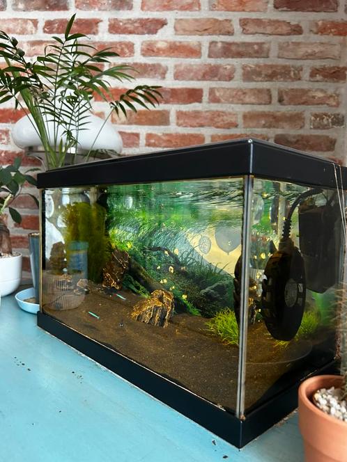 Aquarium, Animaux & Accessoires, Poissons | Aquariums & Accessoires, Enlèvement