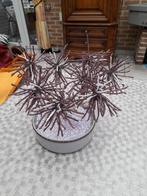 Prachtige Bonsai boom uit kralen als decoratie in wit-paars, Huis en Inrichting, Ophalen of Verzenden