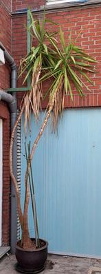 Plant Yucca, Tuin en Terras, Ophalen