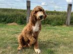 Koningspoedel pup