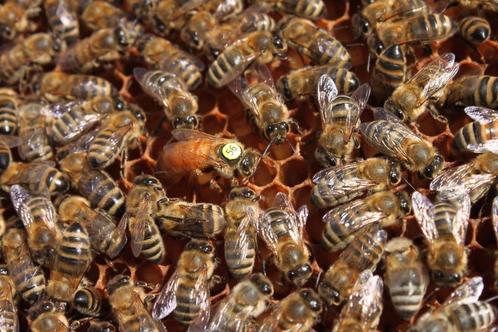 Buckfast P moer, Dieren en Toebehoren, Insecten en Spinnen, Bijen