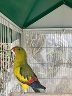 MOOIE BERGPARKIET MET OF ZONDER KOOI NU 80 EURO, Dieren en Toebehoren, Vogels | Parkieten en Papegaaien, Meerdere dieren, Papegaai