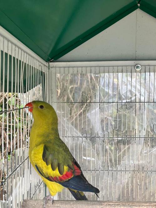 MOOIE BERGPARKIET MET OF ZONDER KOOI NU 80 EURO, Dieren en Toebehoren, Vogels | Parkieten en Papegaaien, Papegaai, Meerdere dieren