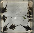 King Tiger Pleco (Hypancistrus sp.) volwassenen groepje, Dieren en Toebehoren, Vissen | Aquariumvissen, Vis, Zoetwatervis