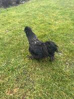 Zijdehoender haan, Dieren en Toebehoren, Pluimvee