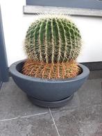 Cactus, Enlèvement, Cactus, En pot, Moins de 100 cm