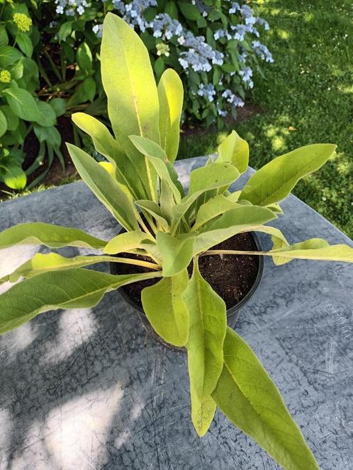 Verbascum Olympicum, Tuin en Terras, Planten | Struiken en Hagen, Ophalen