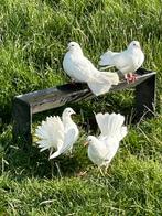 4 Pauwstaart duifjes, Dieren en Toebehoren, Geslacht onbekend, Overige soorten