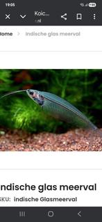Indische glas meerval locatie maastricht, Dieren en Toebehoren, Vissen | Aquariumvissen