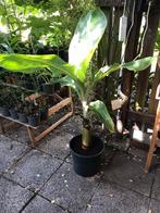 Musa nhamwah variegata, Tuin en Terras, Ophalen