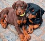 Dobermann puppy's te koop, Dieren en Toebehoren, Honden | Bulldogs, Pinschers en Molossers, België, Fokker | Hobbymatig, Overige rassen