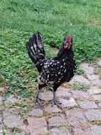 Jong haantje, Sebright, Dieren en Toebehoren, Pluimvee, Mannelijk, Kip