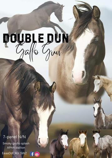 Smoky Grullo Splash Paint ter dekking APHA  beschikbaar voor biedingen