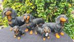 Teckel   Black en tan,  kleuren, Tuin en Terras, Ophalen, Nieuw, Kunststof, Dierenbeeld
