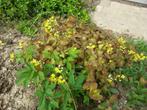 Elfenbloem planten, Tuin en Terras, Planten | Tuinplanten, Ophalen