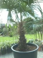 Palmboom trachycarpus fortunei belgisce kweek, Enlèvement