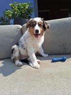 Border collie pups, België, Fokker | Hobbymatig, 8 tot 15 weken, Collie