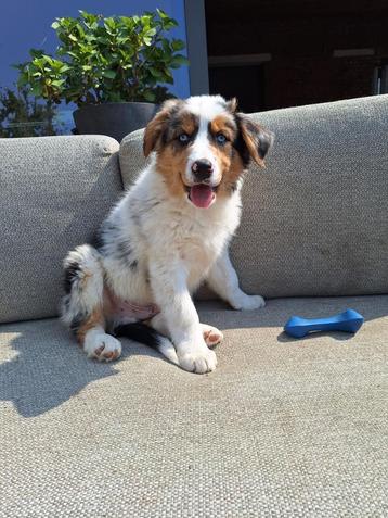 Border collie pups, 8 à 15 semaines, Colley, Plusieurs, Éleveur | Loisir